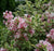Variegated Weigela  weigela florida " variegata "