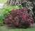 Wine & Roses® Weigela ( florida )