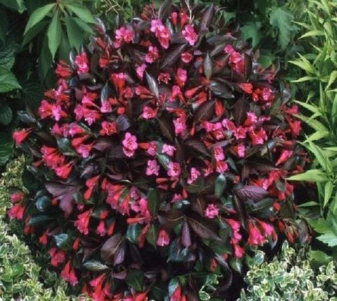 Wine & Roses® Weigela ( florida )