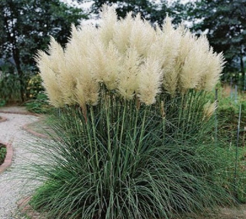White Pampas Grass ( cortaderia selloana )