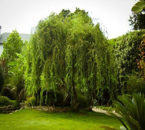 Golden Curls Corkscrew Weeping Willow