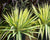 Color Guard Yucca