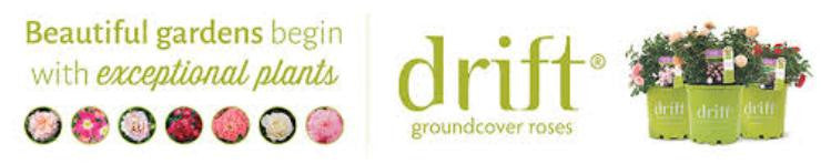 Drift Rose Collection